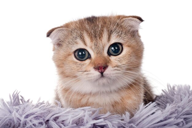 chaton écossais devant un fond blanc