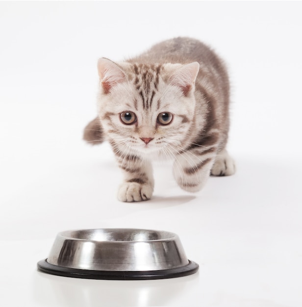 Chaton écossais se précipitant vers un bol