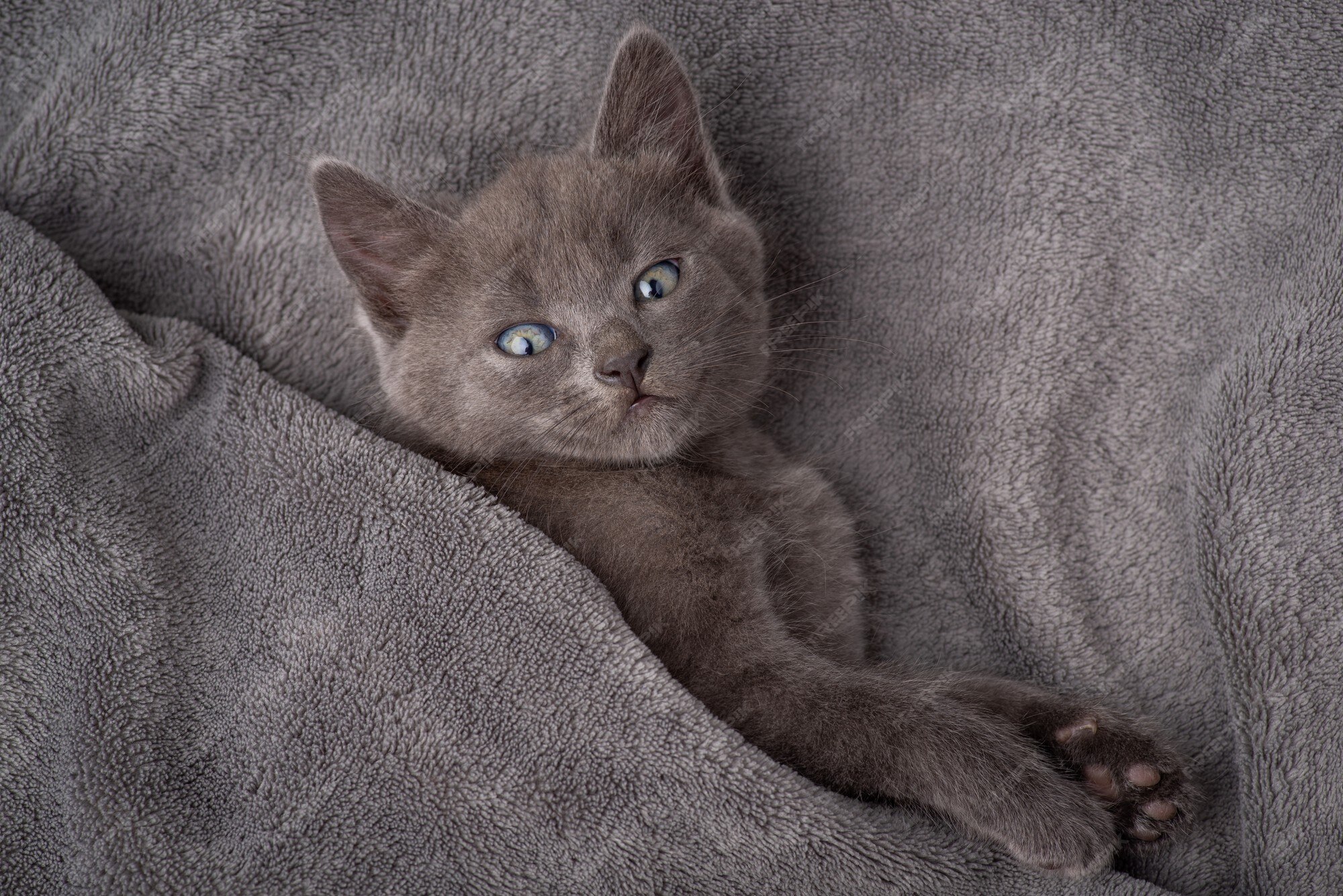 Chaton Endormi Gris Regardant La Camera Apres De Longues Heures De Sommeil Beau Chat De Race Couvert De Plaid Gris Ne Veut Pas Etre Derange Photo Premium