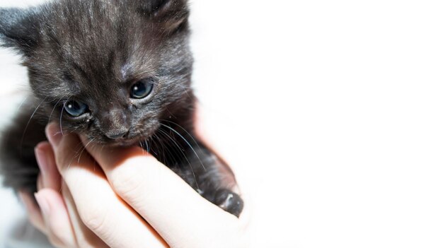 Un chaton errant effrayé sur fond blanc