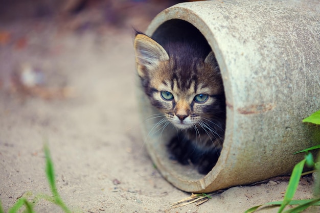 Chaton errant jetant un coup d'oeil hors d'un tuyau