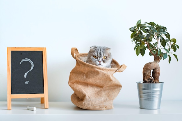 Chaton Espiègle Gris Rayé Délicat Regarde Hors Du Sac Avec Ses Yeux Sur Un Fond Blanc