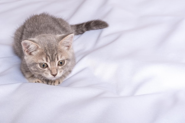 Chaton espiègle jouant sur le canapé et furtivement Fluffy pet regarde curieusement mignon petit chaton marchant sur le lit