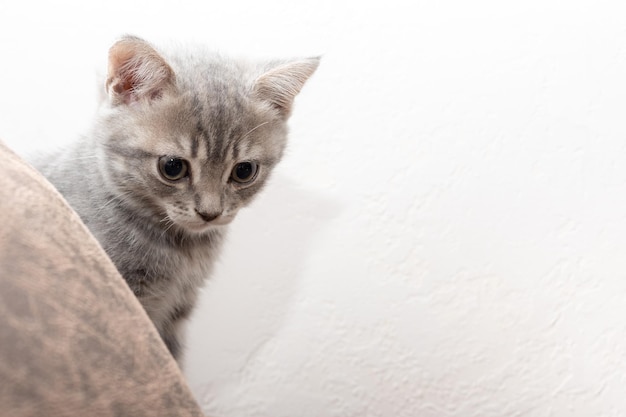 Chaton espiègle jouant sur le canapé se cachant entre des coussins et furtivement Fluffy pet regarde curieusement