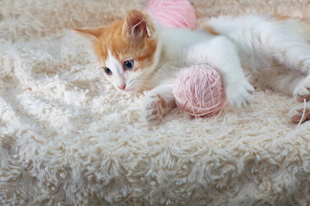 Le chaton est allongé avec une pelote de fils roses.