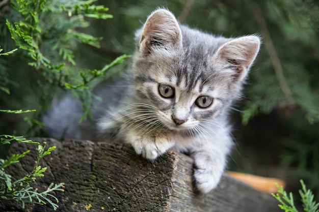 le chaton est assis sous un épicéa