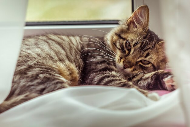 Le chaton est sur le rebord de la fenêtre.