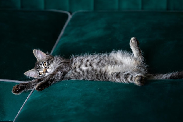 Le chaton est un très beau chaton gris