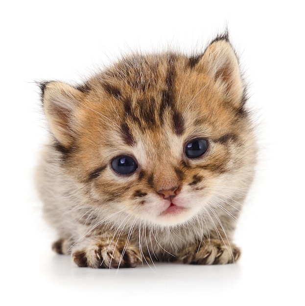 Photo un chaton sur un fond blanc