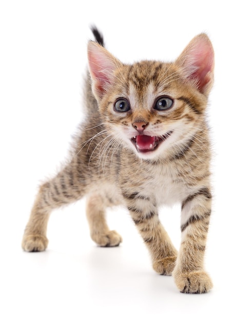 Photo un chaton sur un fond blanc