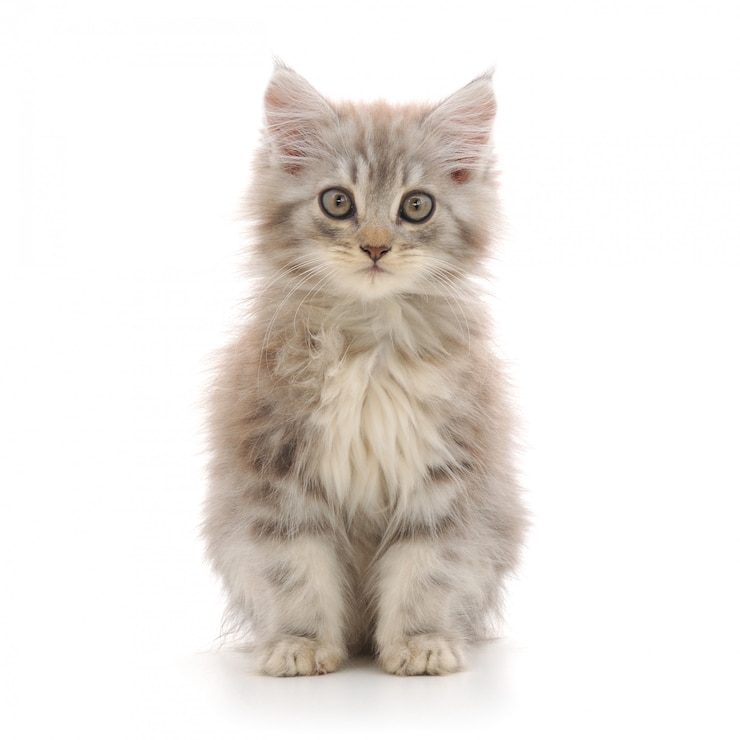 Photo chaton sur fond blanc