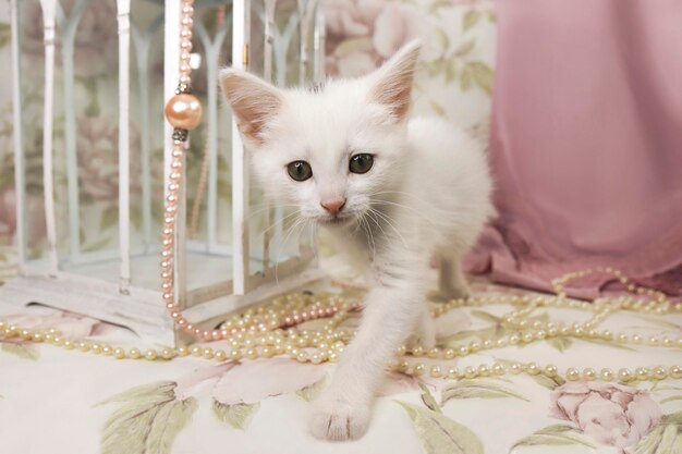 Chaton sur fond de fleurs avec une lanterne décorative et des perles de nacre