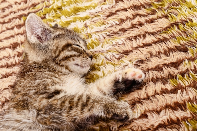 Chaton sur fond textile