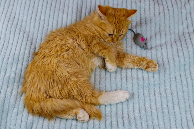 Un chaton en gingembre jouant avec un jouet de souris sur un lit.