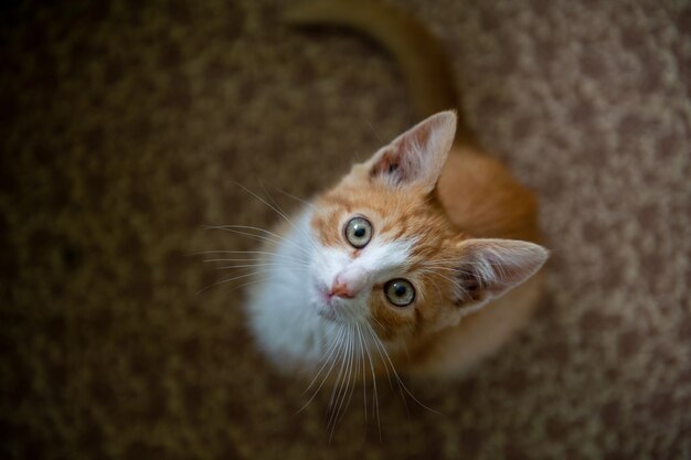 Chaton gingembre à la maison