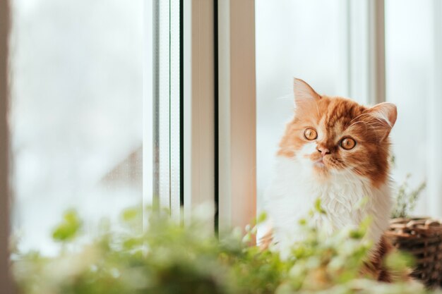 Chaton de gingembre moelleux est assis sur le rebord de la fenêtre. Plantes d'intérieur sur le rebord de la fenêtre et chaton au gingembre.