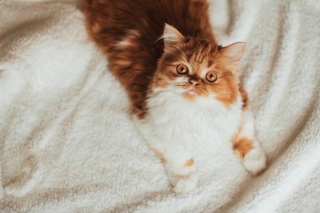 chaton de gingembre moelleux se trouve sur un espace de copie à carreaux doux blanc.