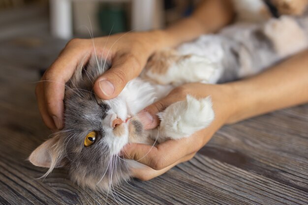 Chaton de gingembre se trouvant dans les mains de l'homme