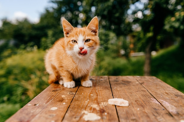 Chaton gingembre sur la table