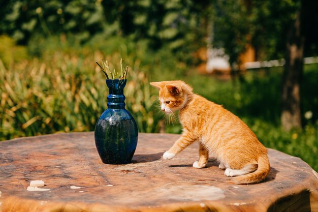 Chaton gingembre sur la table