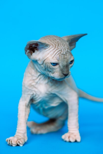 Chaton glabre d'expression de race de chat Sphynx canadien debout sur fond bleu