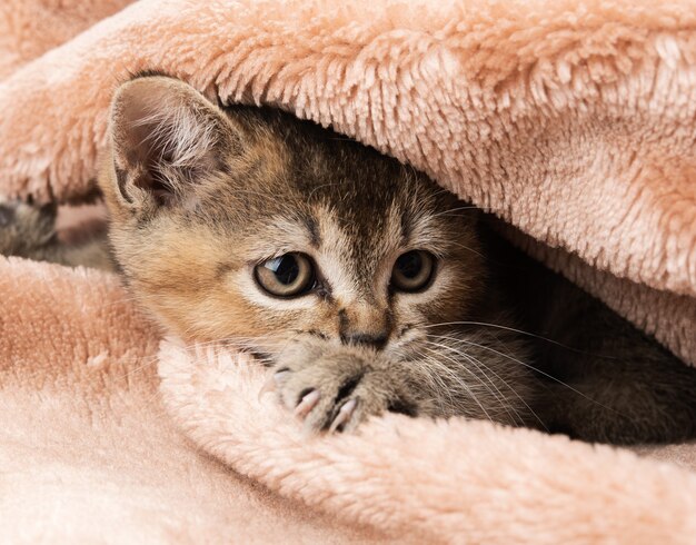 Chaton golden ticked british chinchilla tout droit, gros plan