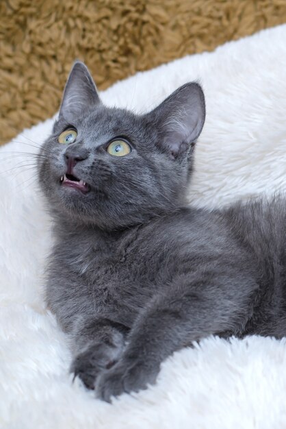 Chaton gris allongé sur une couverture blanche