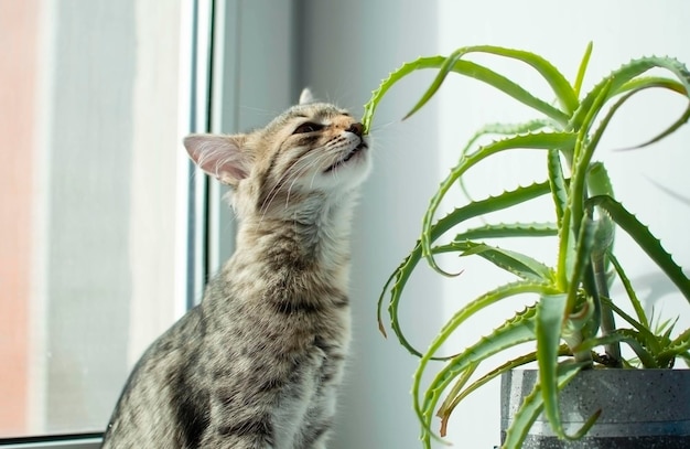 Chaton gris allongé sur le rebord de la fenêtre à la maison le matin L'animal aime le soleil et joue sur la fenêtre Le concept d'animaux de compagnie