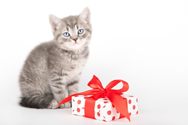 chaton gris aux yeux bleus assis à côté d'un cadeau