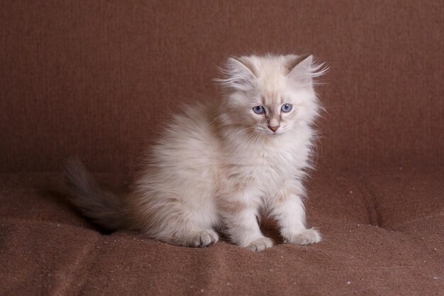 Chaton gris aux yeux bleus sur fond marron