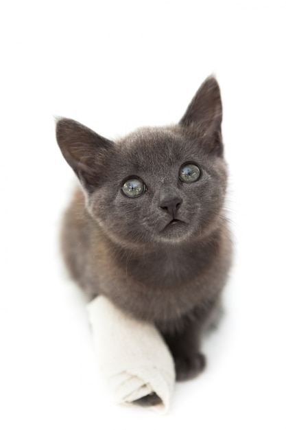 Chaton gris avec un bandage sur sa patte