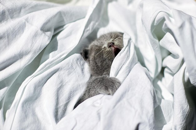 Chaton gris britannique mignon sur le lit à la maison chat drôle regardant dans la caméra Aime les animaux de compagnie