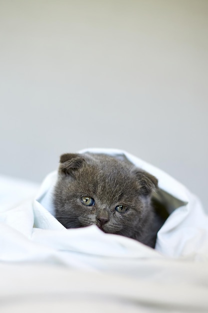 Chaton gris britannique mignon sur le lit à la maison chat drôle