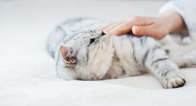 Chaton gris sur le canapé Animal de compagnie pedigree à fourrure à l'intérieur Petit concept de meilleurs amis