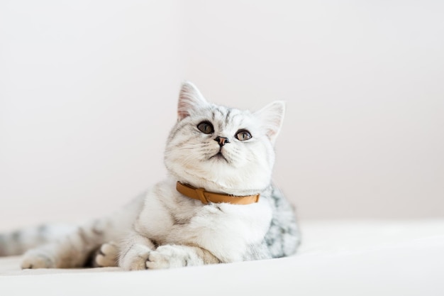 Chaton gris sur le canapé Animal de compagnie pedigree à fourrure à l'intérieur Petit concept de meilleurs amis