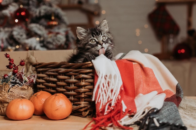 chaton gris dans un panier à la maison pour noël. carte du nouvel an