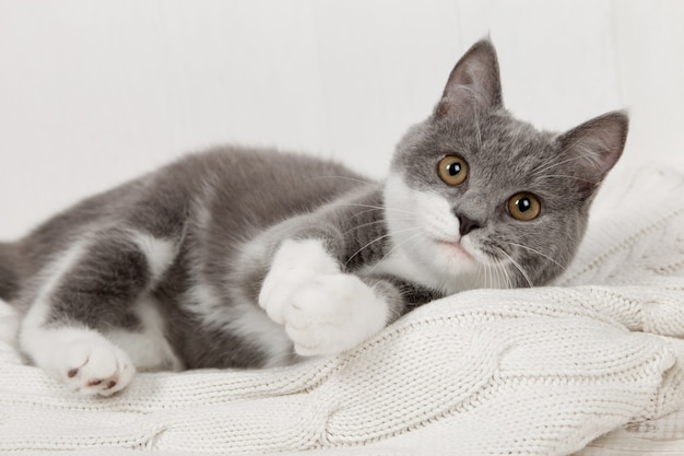 Chaton gris drôle sur un plaid tricoté blanc. Bien joué et reposé.