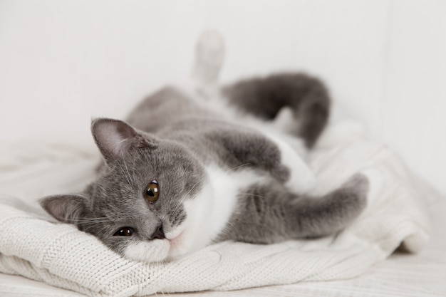 Chaton gris drôle sur un plaid tricoté blanc. Bien joué et reposé.