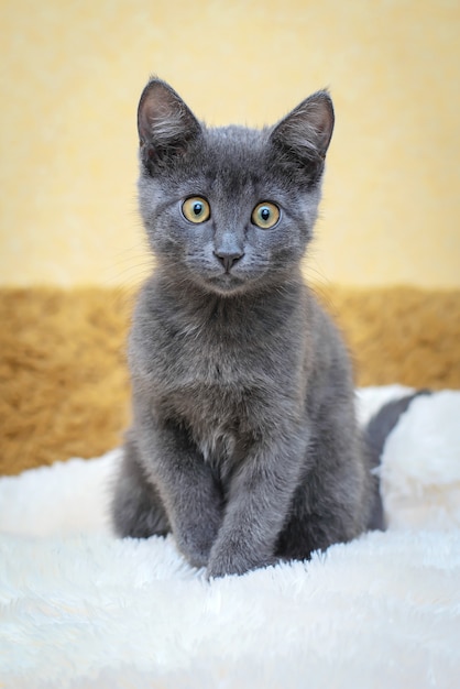 Chaton gris drôle