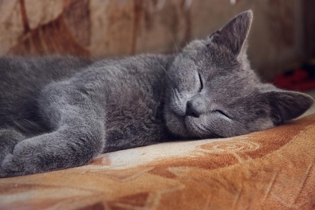 un chaton gris endormi aux yeux fermés se trouve sur le canapé