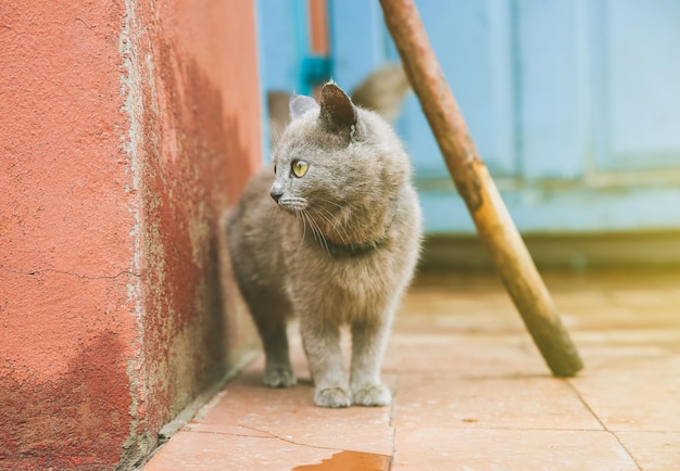 Chaton gris à l'extérieur. Animal de compagnie pelucheux à la maison avec un collier.