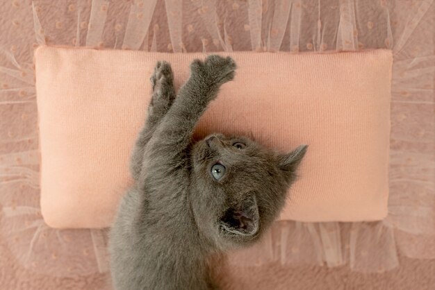 Chaton gris avec des griffes sur un oreiller rose