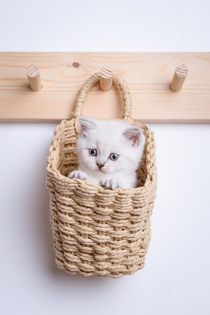 Photo chaton gris à l'intérieur du panier sur le porte-manteau