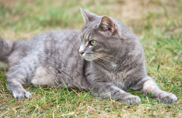 Chaton gris jouant à l'extérieur