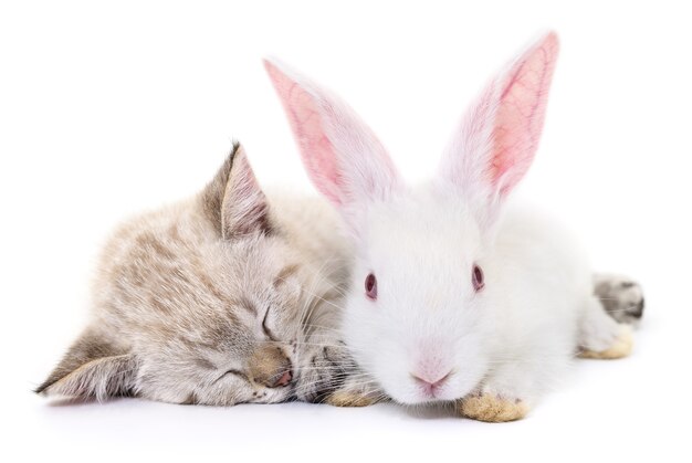 Chaton gris jouant avec un lapin blanc sur blanc.