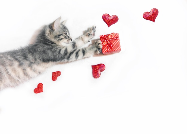 Chaton gris joue avec une boîte-cadeau et des coeurs rouges Concept de la Saint-Valentin