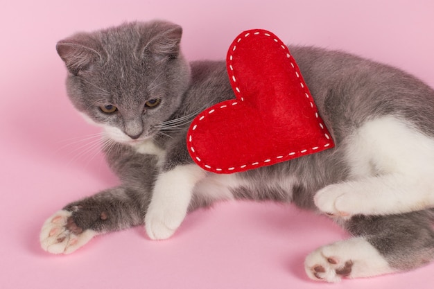 Chaton gris joue avec coeur rouge sur rose