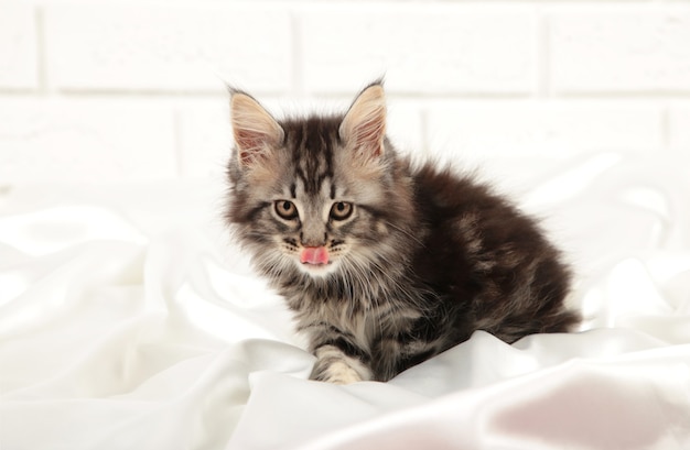 Le chaton gris lèche les lèvres sur fond clair. Vue de dessus