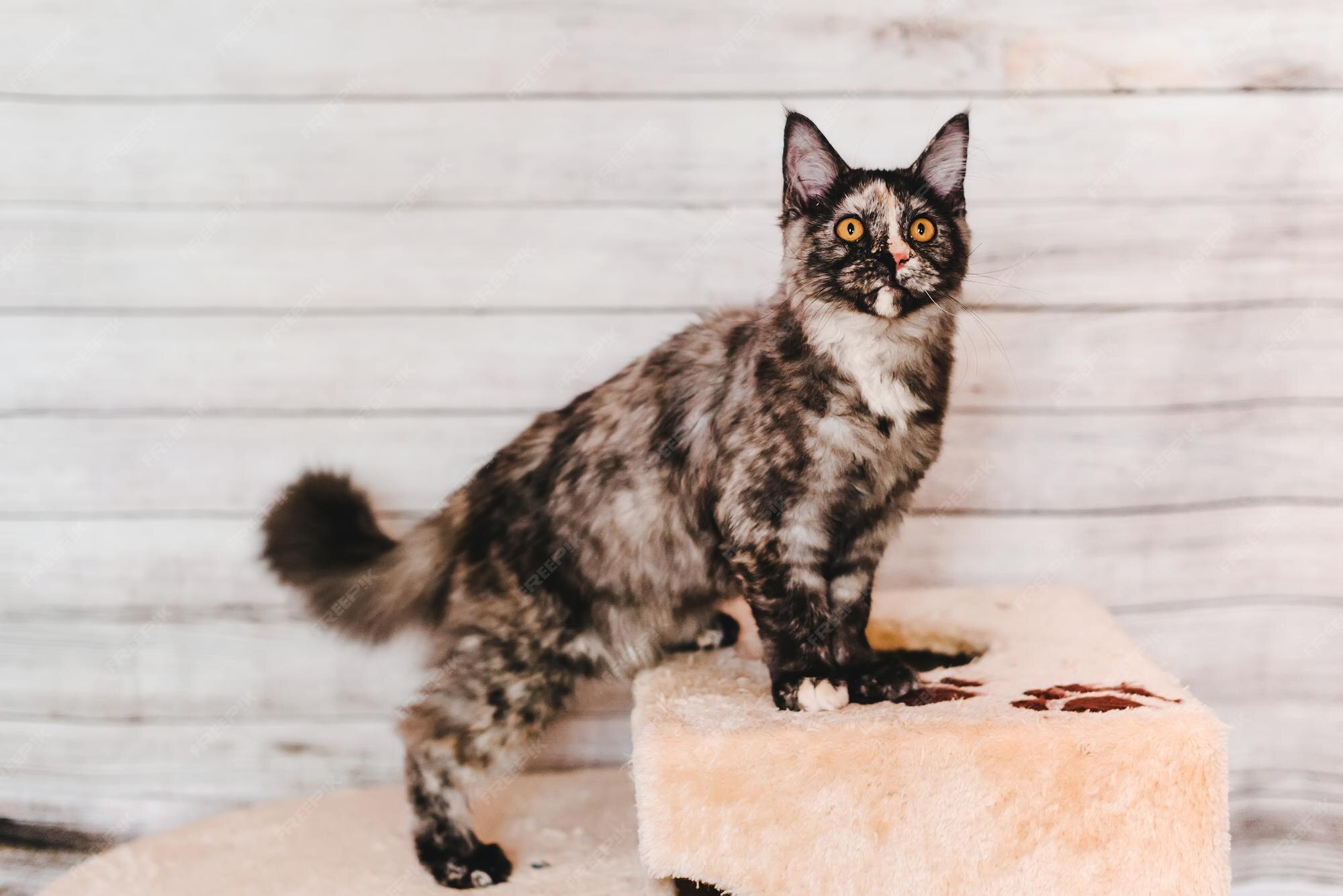 Images Maine Coon Chat Vecteurs Photos Et Psd Gratuits