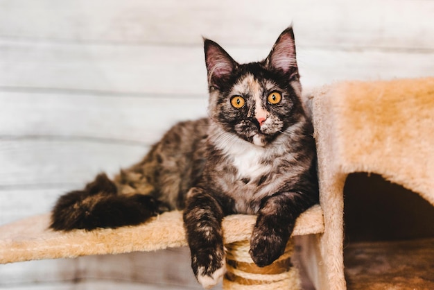 Chaton gris Maine Coon